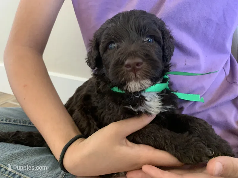 Doris, AKC Portuguese Water Dog – Portuguese Water Dog puppy for sale in Tucson, AZ