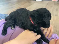 Dinah, AKC purebred Portuguese Water Dog, a female Portuguese Water Dog for sale in Tucson, AZ – 3 of 4