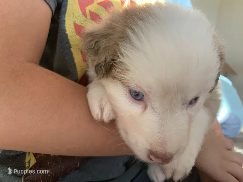 Snow Cone, AKC Mini American / ASDR Mini Aussie with Tail – Miniature Australian Shepherd puppy for sale in Tucson, AZ