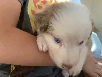 Snow Cone, AKC Mini American / ASDR Mini Aussie with Tail, a male Miniature Australian Shepherd for sale in Tucson, AZ – 1 of 5