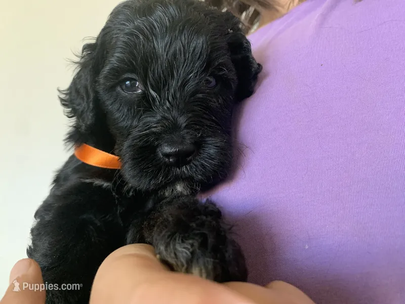 Frank, AKC Portuguese Water Dog – Portuguese Water Dog puppy for sale in Tucson, AZ