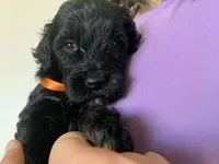 Frank, AKC Portuguese Water Dog, a male Portuguese Water Dog for sale in Tucson, AZ – 1 of 4