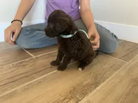 Etta, AKC Portuguese Water Dog (Mint Collar), a female Portuguese Water Dog for sale in Tucson, AZ – 2 of 4