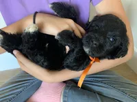 Frank, AKC Portuguese Water Dog, a male Portuguese Water Dog for sale in Tucson, AZ – 3 of 4