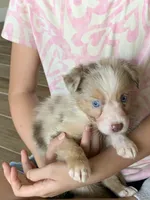 Butterscotch, AKC Mini American / ASDR Mini Aussie with Tail, a male Miniature Australian Shepherd for sale in Tucson, AZ – 2 of 6