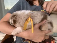 Butterscotch, AKC Mini American / ASDR Mini Aussie with Tail, a male Miniature Australian Shepherd for sale in Tucson, AZ – 3 of 6