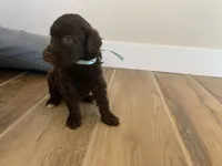 Etta, AKC Portuguese Water Dog (Mint Collar), a female Portuguese Water Dog for sale in Tucson, AZ – 3 of 4