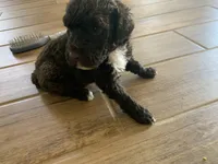 Sarah, AKC Portuguese Water Dog, a female Portuguese Water Dog for sale in Tucson, AZ – 4 of 5