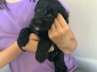 Louie, AKC purebred Portuguese Water Dog, a male Portuguese Water Dog for sale in Tucson, AZ – 3 of 5