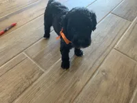 Frank, AKC Portuguese Water Dog, a male Portuguese Water Dog for sale in Tucson, AZ – 4 of 4