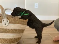 Doris, AKC Portuguese Water Dog, a female Portuguese Water Dog for sale in Tucson, AZ – 3 of 5