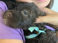 Etta, AKC Portuguese Water Dog (Mint Collar), a female Portuguese Water Dog for sale in Tucson, AZ – 1 of 4