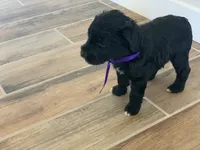 Ella, AKC Portuguese Water Dog, a female Portuguese Water Dog for sale in Tucson, AZ – 6 of 6