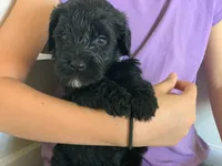 Louie, AKC purebred Portuguese Water Dog, a male Portuguese Water Dog for sale in Tucson, AZ – 2 of 5