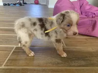 Butterscotch, AKC Mini American / ASDR Mini Aussie with Tail, a male Miniature Australian Shepherd for sale in Tucson, AZ – 4 of 6