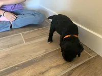 Frank, AKC Portuguese Water Dog, a male Portuguese Water Dog for sale in Tucson, AZ – 2 of 4