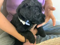 Louie, AKC purebred Portuguese Water Dog, a male Portuguese Water Dog for sale in Tucson, AZ – 5 of 5
