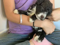 Elvis, AKC purebred Portuguese Water Dog, a male Portuguese Water Dog for sale in Tucson, AZ – 5 of 5