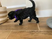 Ella, AKC Portuguese Water Dog, a female Portuguese Water Dog for sale in Tucson, AZ – 4 of 6