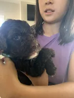 Sarah, AKC Portuguese Water Dog, a female Portuguese Water Dog for sale in Tucson, AZ – 2 of 5