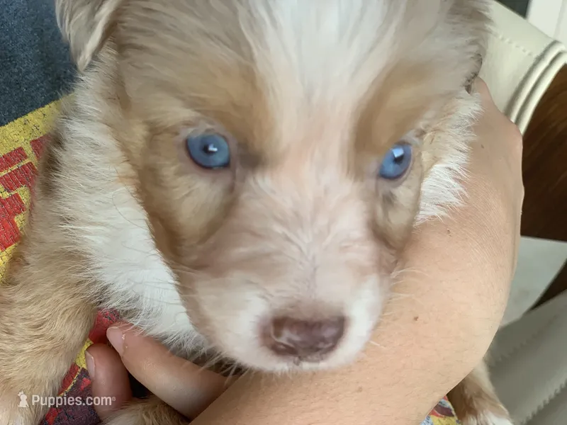 Butterscotch, AKC Mini American / ASDR Mini Aussie with Tail – Miniature Australian Shepherd puppy for sale in Tucson, AZ