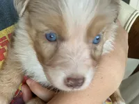 Butterscotch, AKC Mini American / ASDR Mini Aussie with Tail, a male Miniature Australian Shepherd for sale in Tucson, AZ – 1 of 6