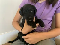 Ella, AKC Portuguese Water Dog, a female Portuguese Water Dog for sale in Tucson, AZ – 2 of 6