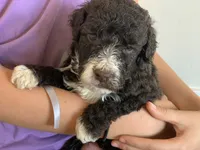 Elvis, AKC purebred Portuguese Water Dog, a male Portuguese Water Dog for sale in Tucson, AZ – 4 of 5