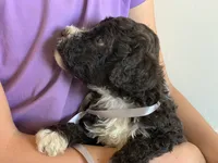 Elvis, AKC purebred Portuguese Water Dog, a male Portuguese Water Dog for sale in Tucson, AZ – 2 of 5