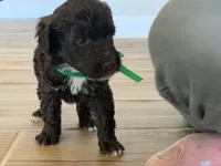 Doris, AKC Portuguese Water Dog, a female Portuguese Water Dog for sale in Tucson, AZ – 4 of 5