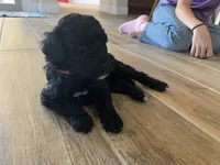 Dinah, AKC purebred Portuguese Water Dog, a female Portuguese Water Dog for sale in Tucson, AZ – 4 of 4