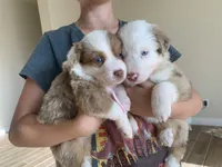 Snow Cone, AKC Mini American / ASDR Mini Aussie with Tail, a male Miniature Australian Shepherd for sale in Tucson, AZ – 2 of 5