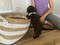 Etta, AKC Portuguese Water Dog (Mint Collar), a female Portuguese Water Dog for sale in Tucson, AZ – 4 of 4