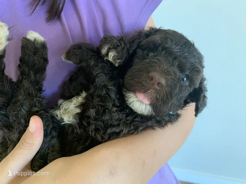 Sarah, AKC Portuguese Water Dog – Portuguese Water Dog puppy for sale in Tucson, AZ