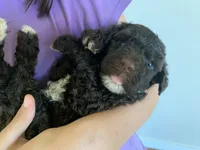 Sarah, AKC Portuguese Water Dog, a female Portuguese Water Dog for sale in Tucson, AZ – 1 of 5
