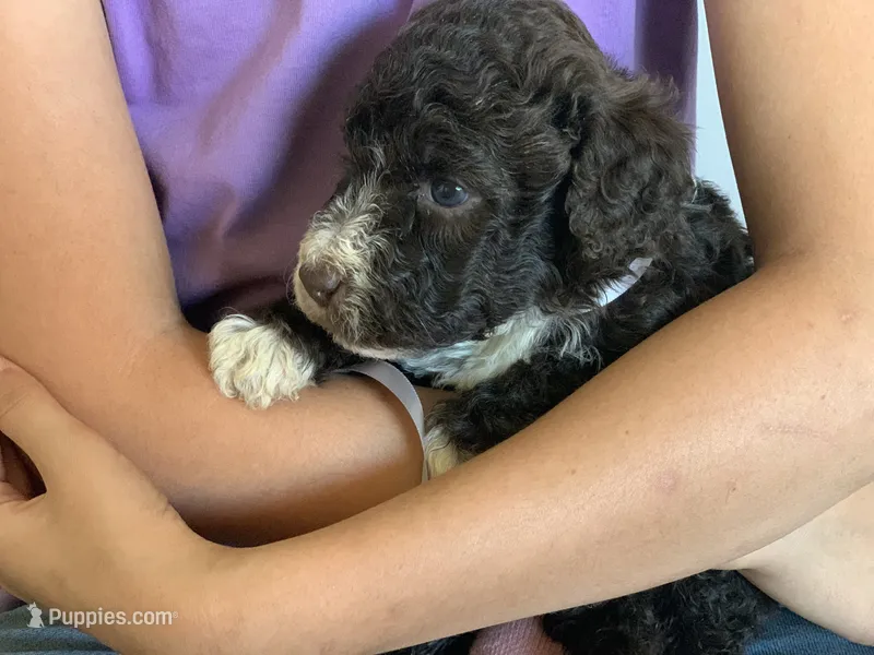Elvis, AKC purebred Portuguese Water Dog – Portuguese Water Dog puppy for sale in Tucson, AZ