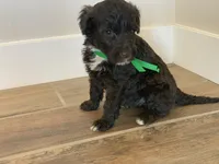 Doris, AKC Portuguese Water Dog, a female Portuguese Water Dog for sale in Tucson, AZ – 5 of 5