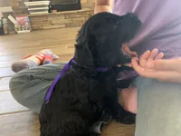 Ella, AKC Portuguese Water Dog, a female Portuguese Water Dog for sale in Tucson, AZ – 5 of 6