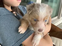 Butterscotch, AKC Mini American / ASDR Mini Aussie with Tail, a male Miniature Australian Shepherd for sale in Tucson, AZ – 5 of 6