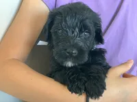Louie, AKC purebred Portuguese Water Dog, a male Portuguese Water Dog for sale in Tucson, AZ – 4 of 5