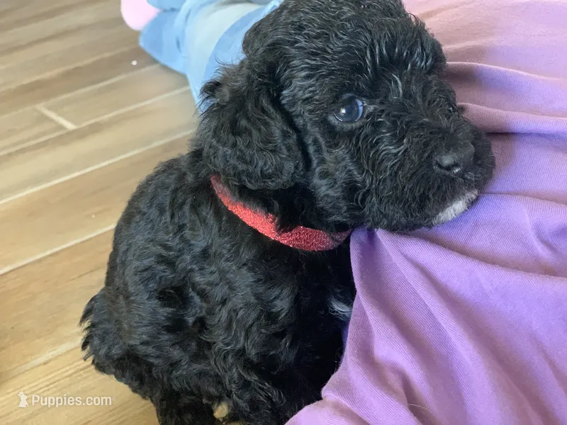 Dinah, AKC purebred Portuguese Water Dog – Portuguese Water Dog puppy for sale in Tucson, AZ