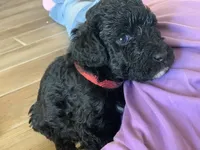 Dinah, AKC purebred Portuguese Water Dog, a female Portuguese Water Dog for sale in Tucson, AZ – 1 of 4