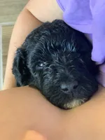 Dinah, AKC purebred Portuguese Water Dog, a female Portuguese Water Dog for sale in Tucson, AZ – 2 of 4