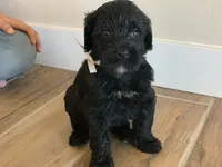 Louie, AKC purebred Portuguese Water Dog, a male Portuguese Water Dog for sale in Tucson, AZ – 1 of 5