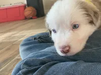Snow Cone, AKC Mini American / ASDR Mini Aussie with Tail, a male Miniature Australian Shepherd for sale in Tucson, AZ – 3 of 5