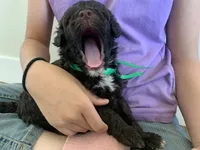 Doris, AKC Portuguese Water Dog, a female Portuguese Water Dog for sale in Tucson, AZ – 2 of 5