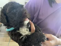 Sarah, AKC Portuguese Water Dog, a female Portuguese Water Dog for sale in Tucson, AZ – 5 of 5