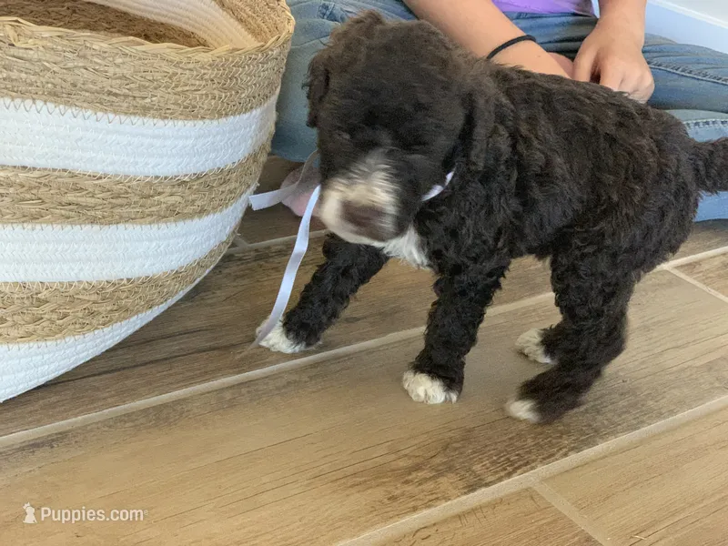 Elvis, AKC purebred Portuguese Water Dog – Portuguese Water Dog puppy for sale in Tucson, AZ