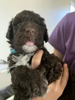 Sarah, AKC Portuguese Water Dog, a female Portuguese Water Dog for sale in Tucson, AZ – 3 of 5