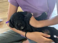 Ella, AKC Portuguese Water Dog, a female Portuguese Water Dog for sale in Tucson, AZ – 3 of 6
